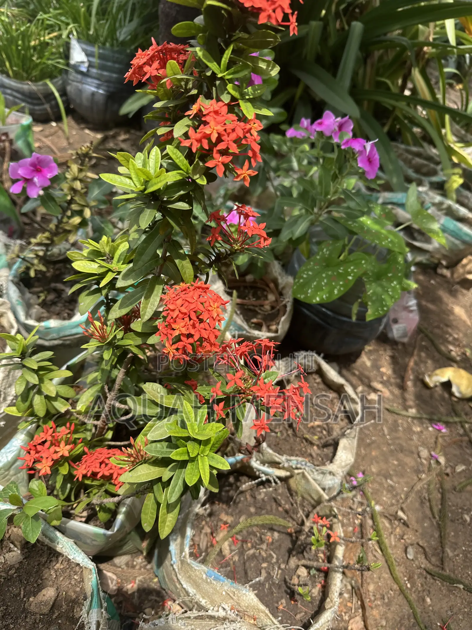 Landscaping