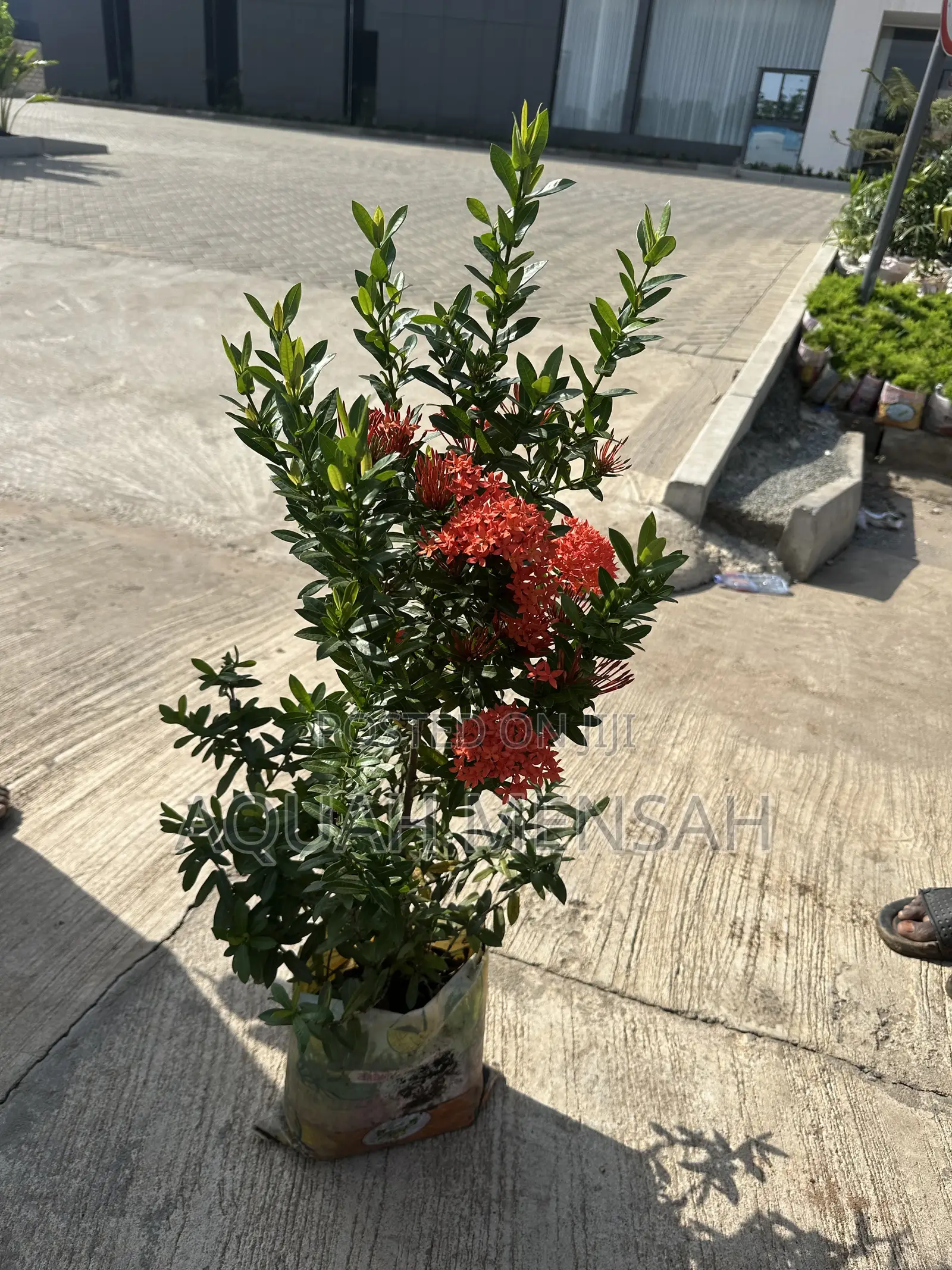 Landscaping