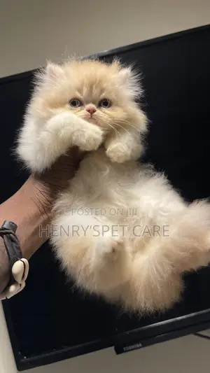 1-3 months Male Purebred Persian