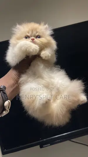 1-3 months Male Purebred Persian