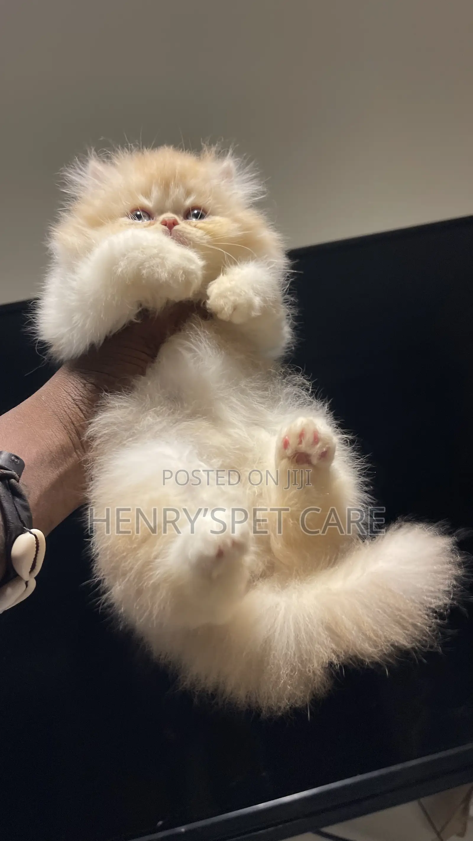 1-3 months Male Purebred Persian