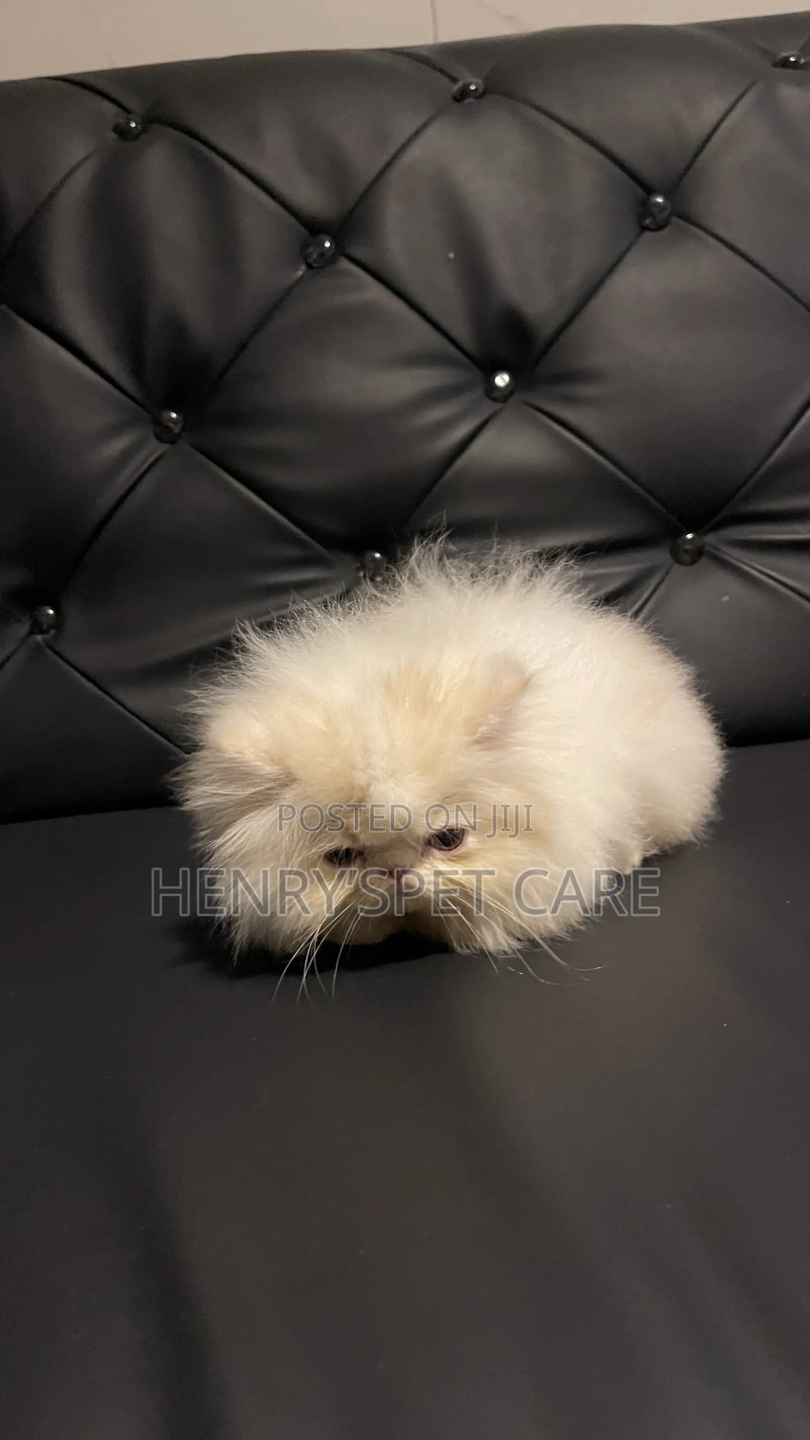 1-3 months Male Purebred Persian