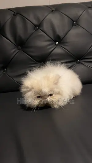 1-3 months Male Purebred Persian
