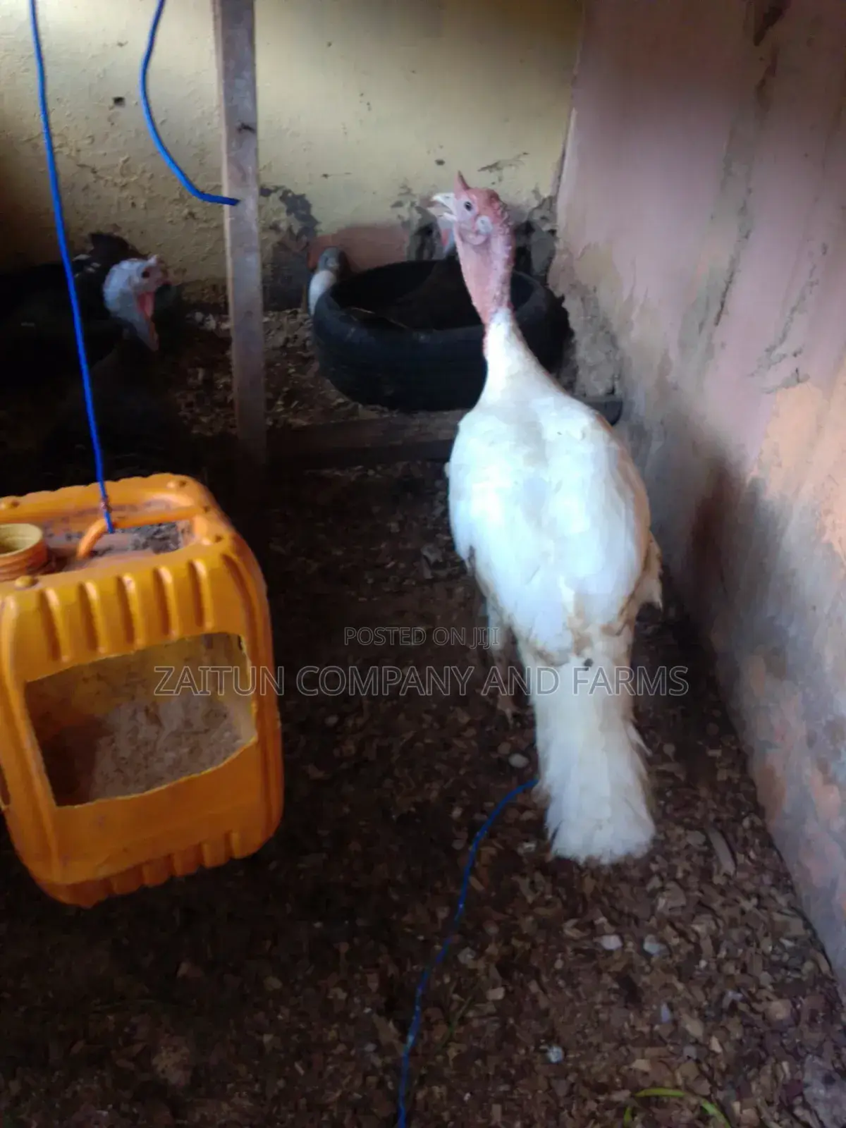 Matured Pair ofTurkeys for Sale