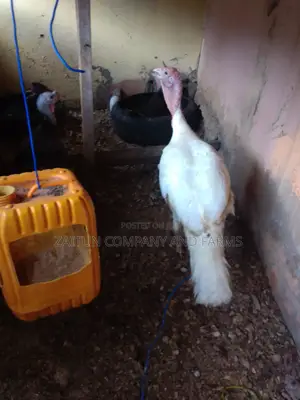 Matured Pair ofTurkeys for Sale