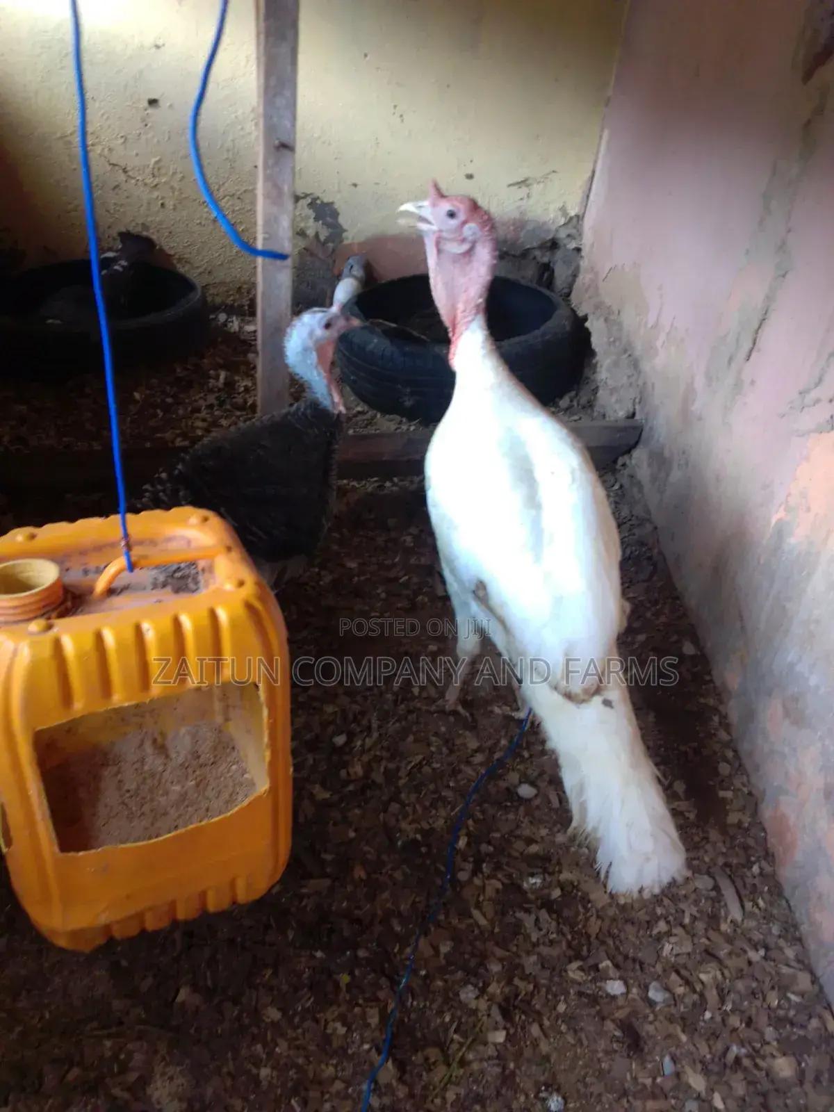 Matured Pair ofTurkeys for Sale