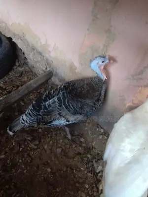 Matured Pair ofTurkeys for Sale