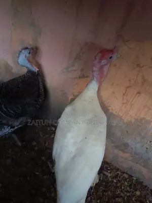Matured Pair ofTurkeys for Sale