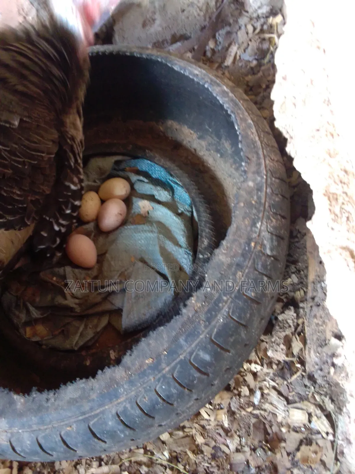Fertile Turkey Eggs for Sale