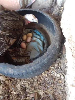 Fertile Turkey Eggs for Sale