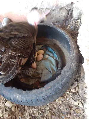 Fertile Turkey Eggs for Sale
