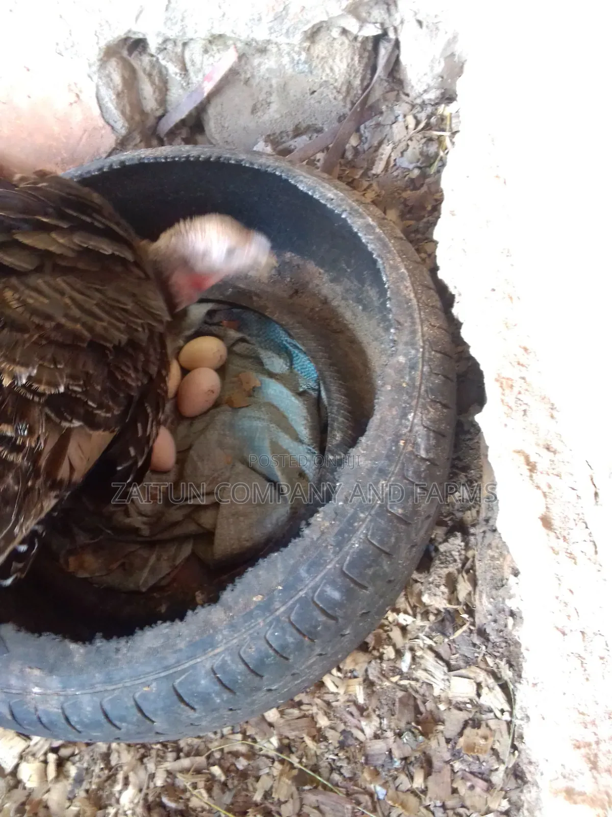 Fertile Turkey Eggs for Sale