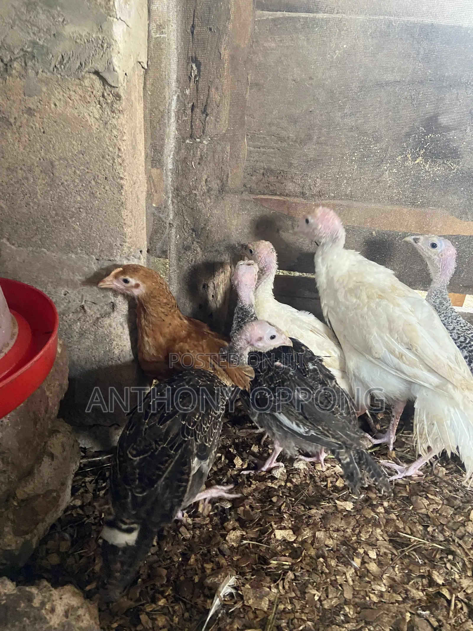 Hybrid Turkeys Poults 2-3 Months Old