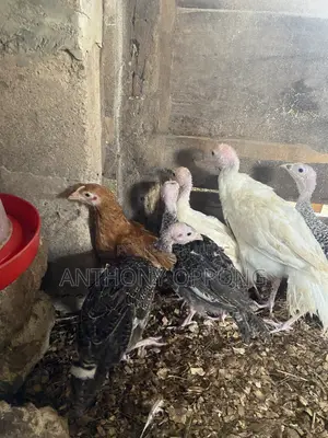 Hybrid Turkeys Poults 2-3 Months Old