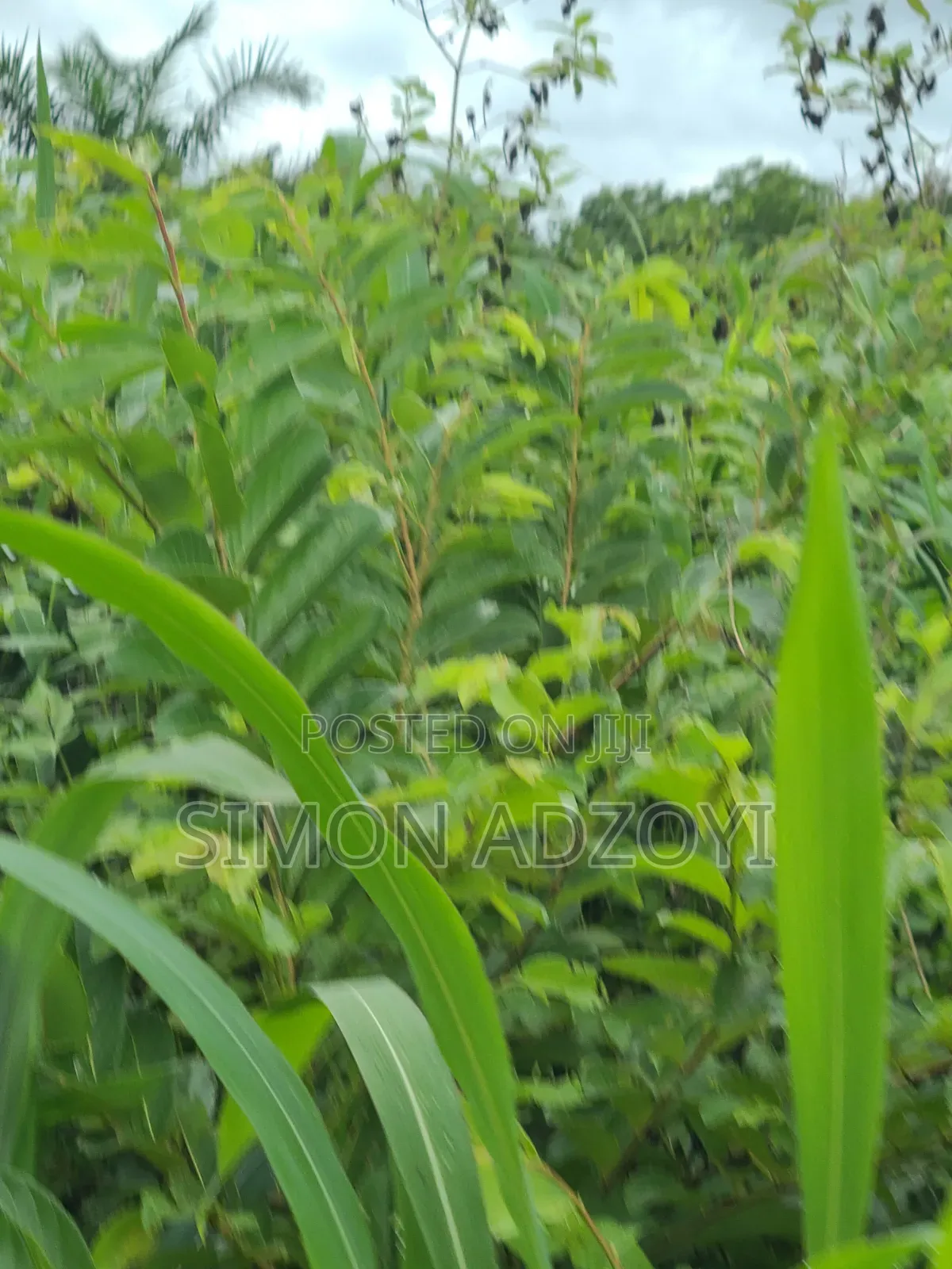 Registered 30,000 Acres of Farme Land Close to Water