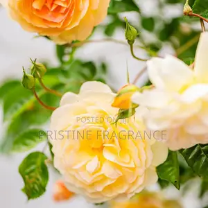 Twilight World Yellow Rose Aromatherapy Gel Candle