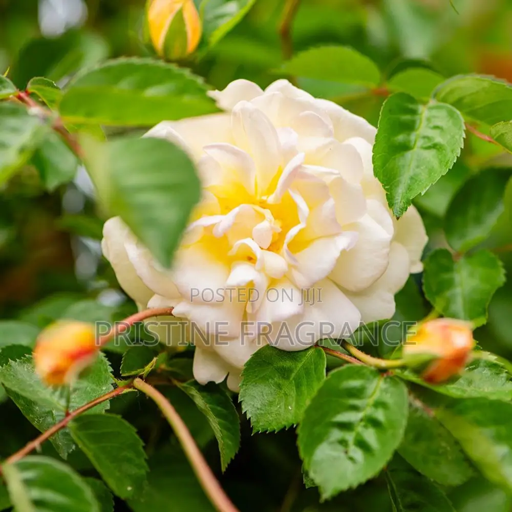 Monet's Garden Yellow Rose Gel Scented Candle