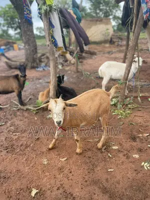 Goat for Sale