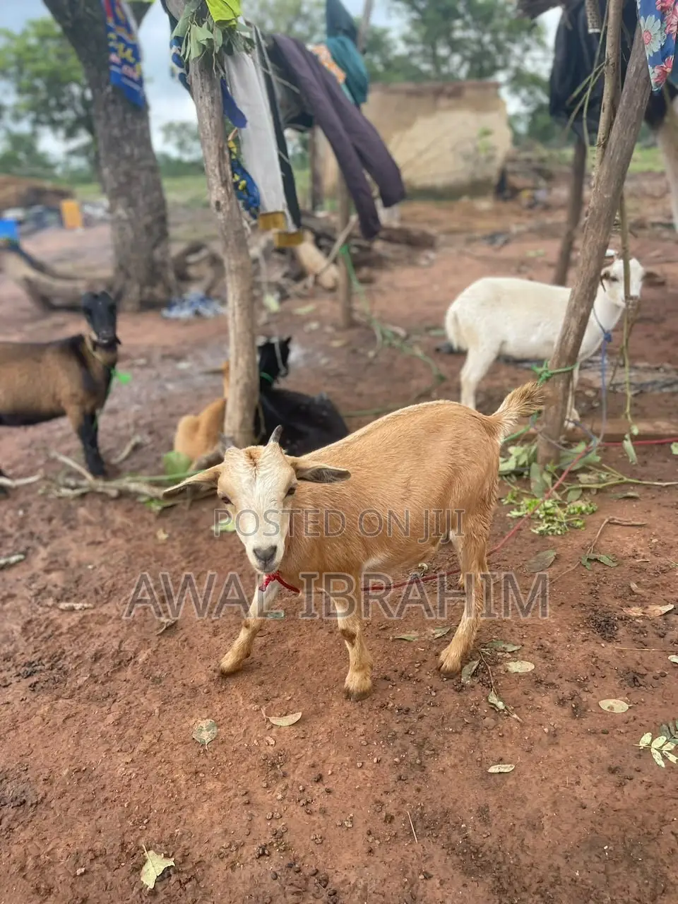 Goat for Sale