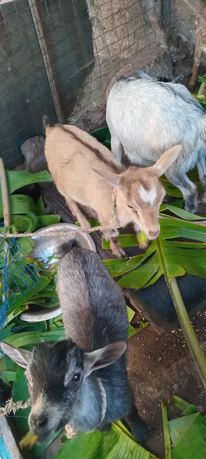 Healthy Young Male Female Goat 500 Each