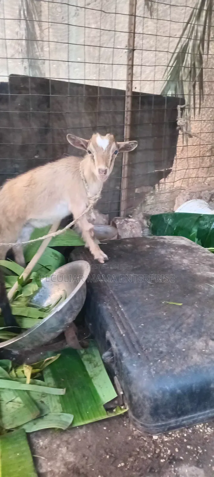 Healthy Young Male Female Goat 500 Each