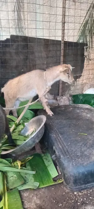 Healthy Young Male Female Goat 500 Each