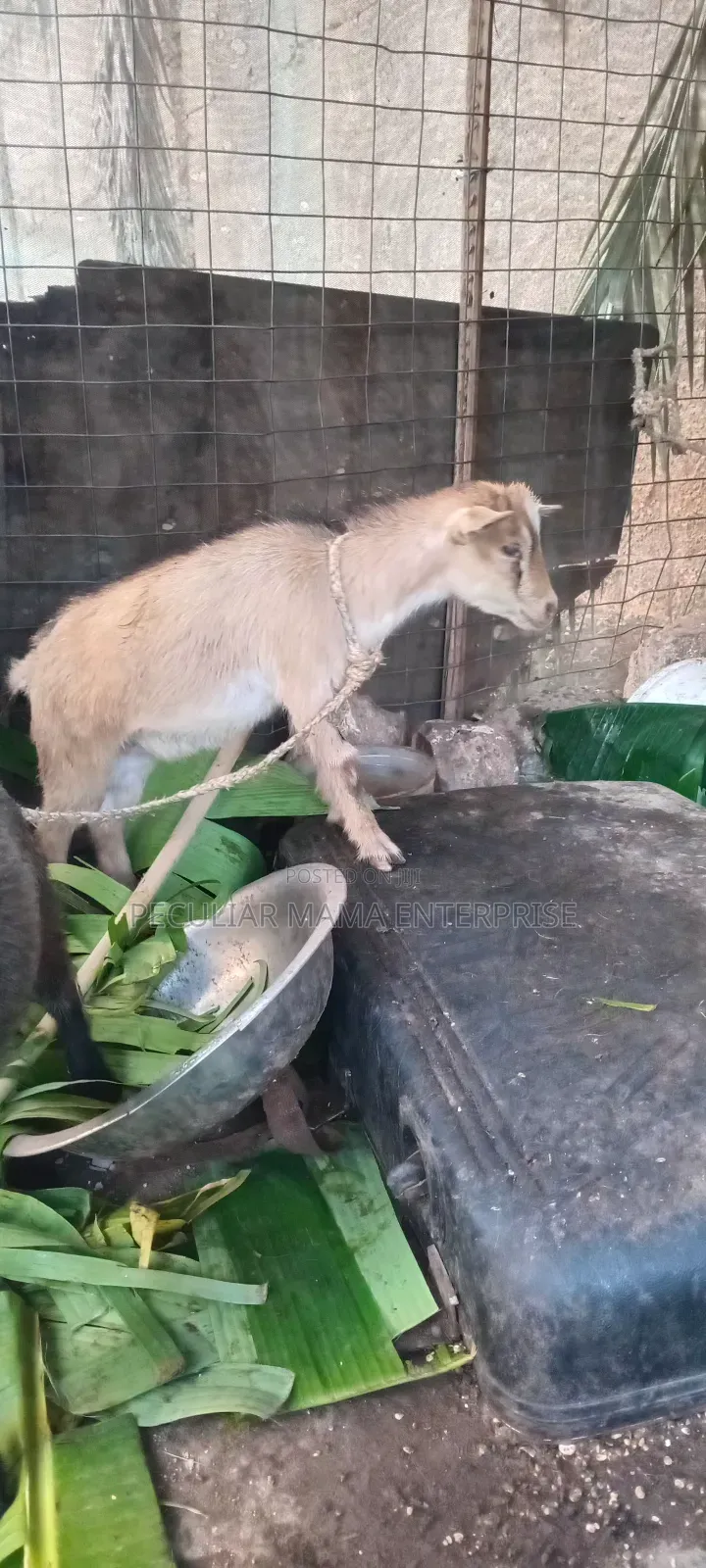 Healthy Young Male Female Goat 500 Each