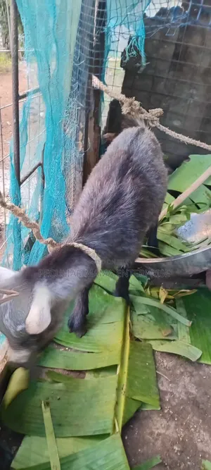 Healthy Young Male Female Goat 500 Each
