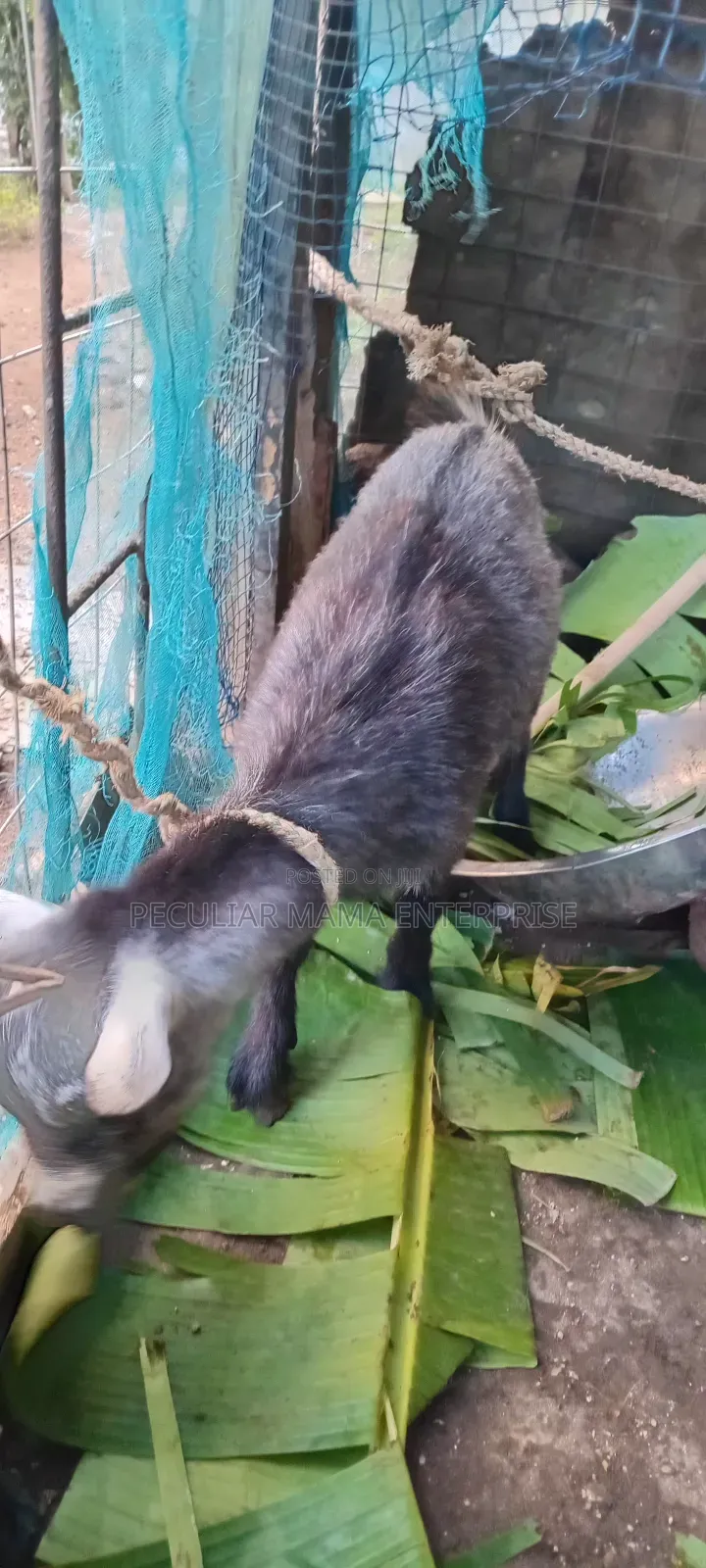 Healthy Young Male Female Goat 500 Each