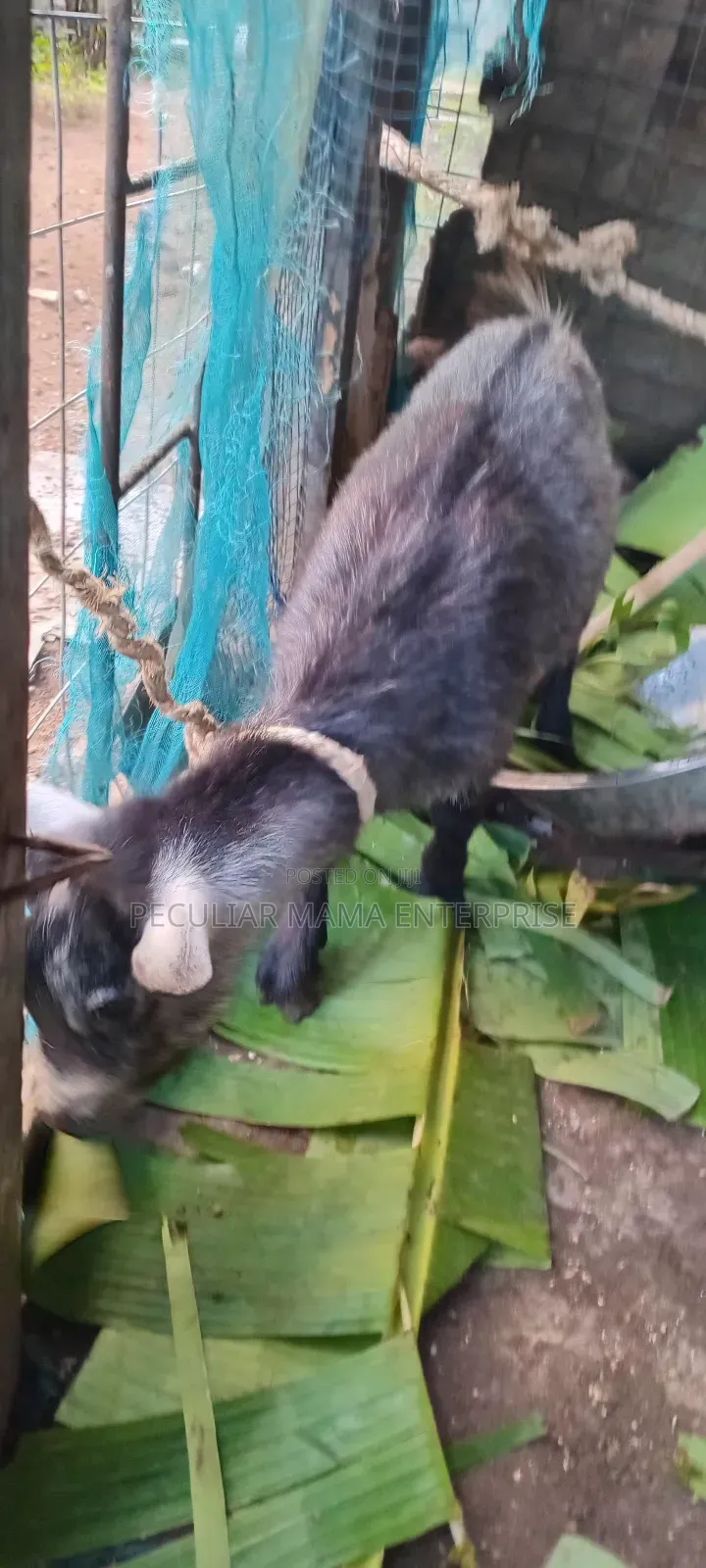 Healthy Young Male Female Goat 500 Each