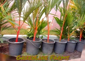 Red Palm (Lipstick Palm)