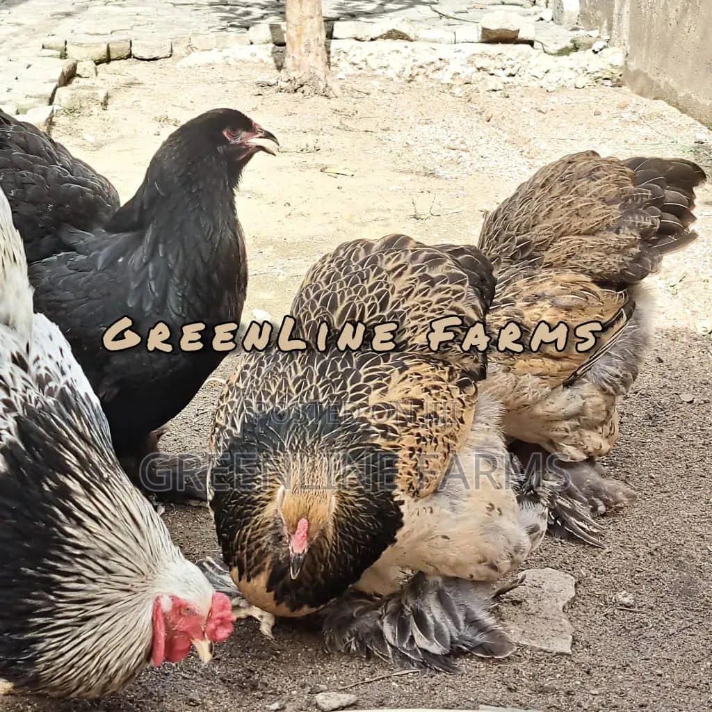 Brahma Hen