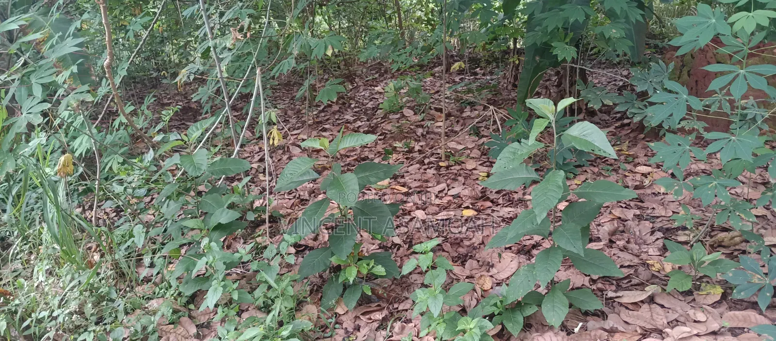 Building Plot