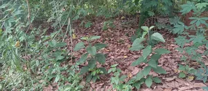 Building Plot