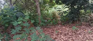 Building Plot
