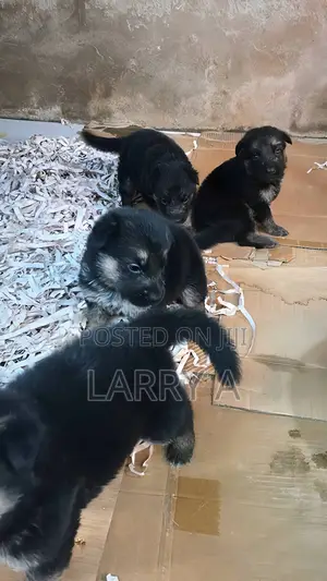 1-3 months Female Purebred German Shepherd