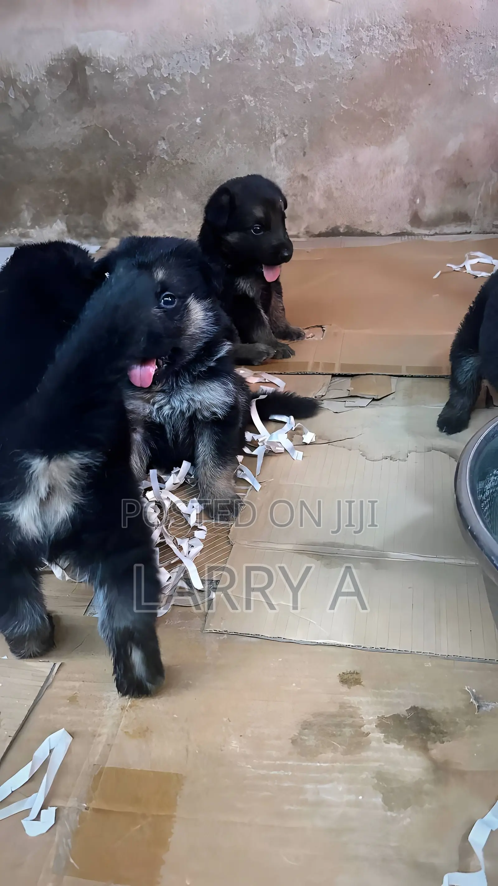 1-3 months Female Purebred German Shepherd