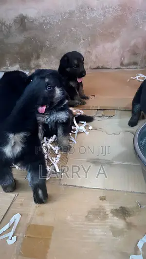 1-3 months Female Purebred German Shepherd