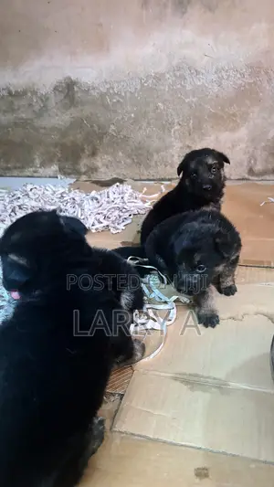 1-3 months Female Purebred German Shepherd