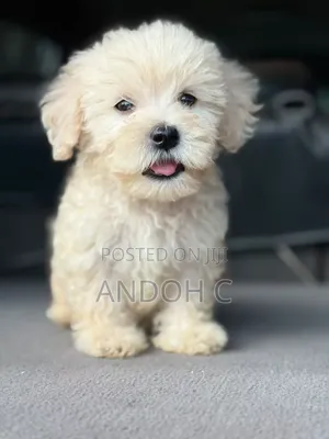 1-3 months Male Purebred Maltipoo