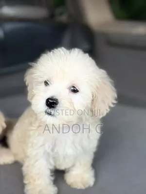 1-3 months Male Purebred Poodle