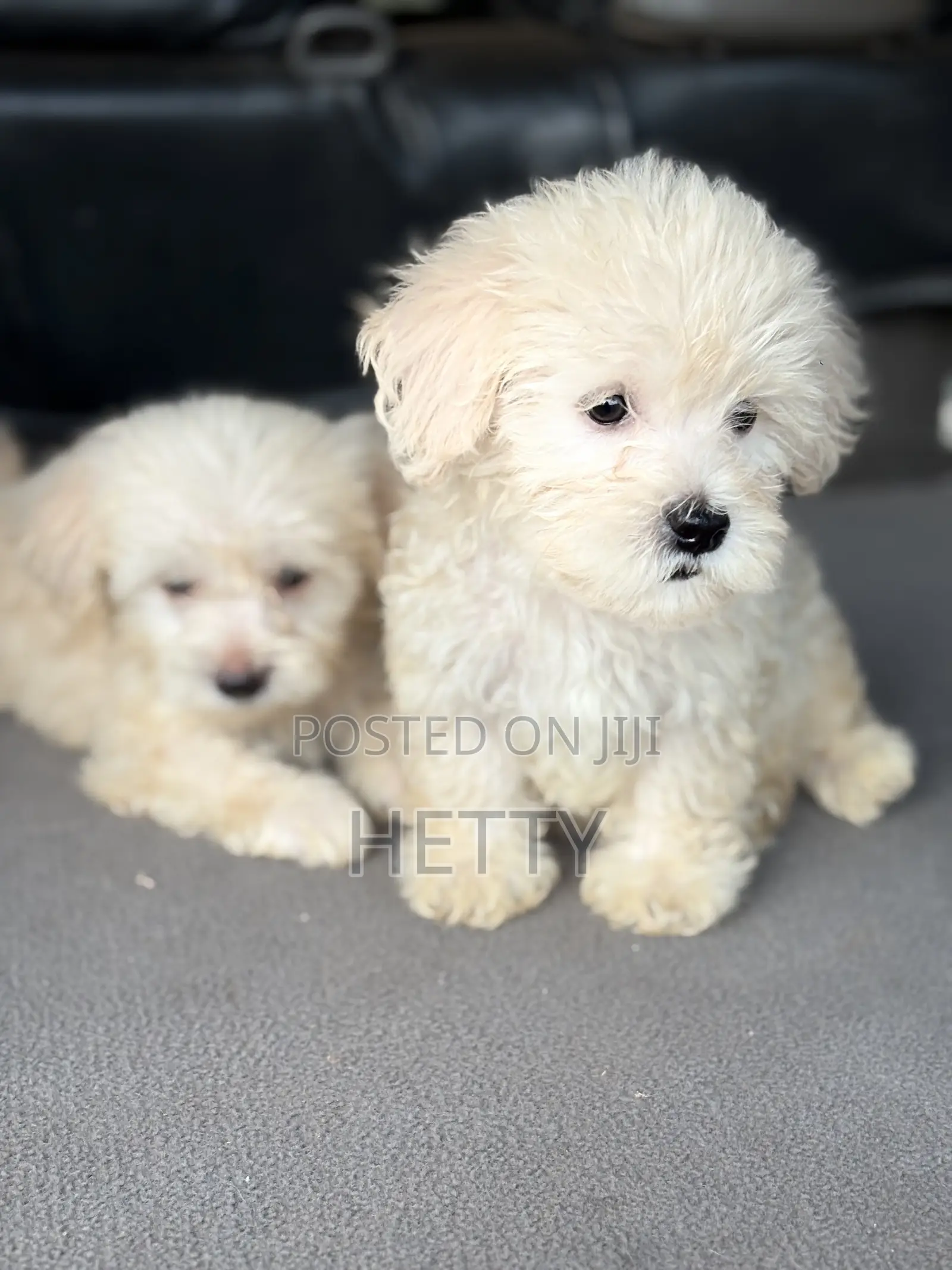 1-3 months Male Purebred Poodle