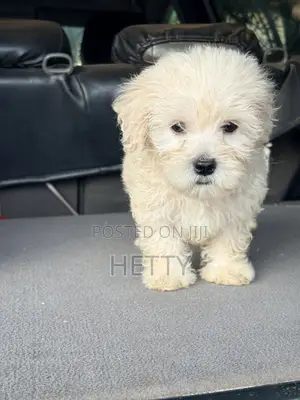 1-3 months Male Purebred Poodle