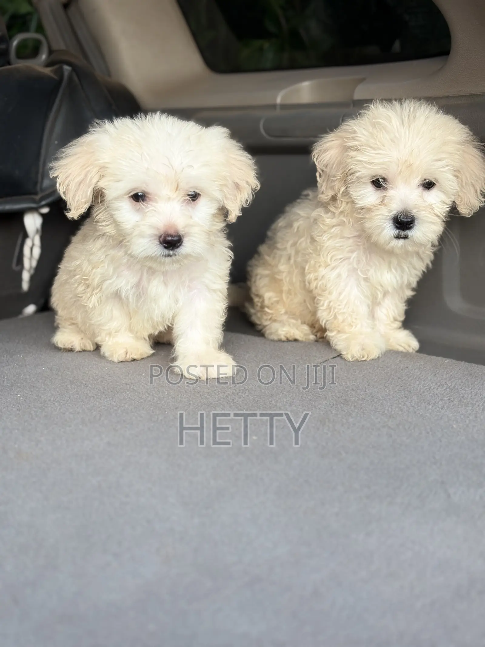 1-3 months Male Purebred Poodle