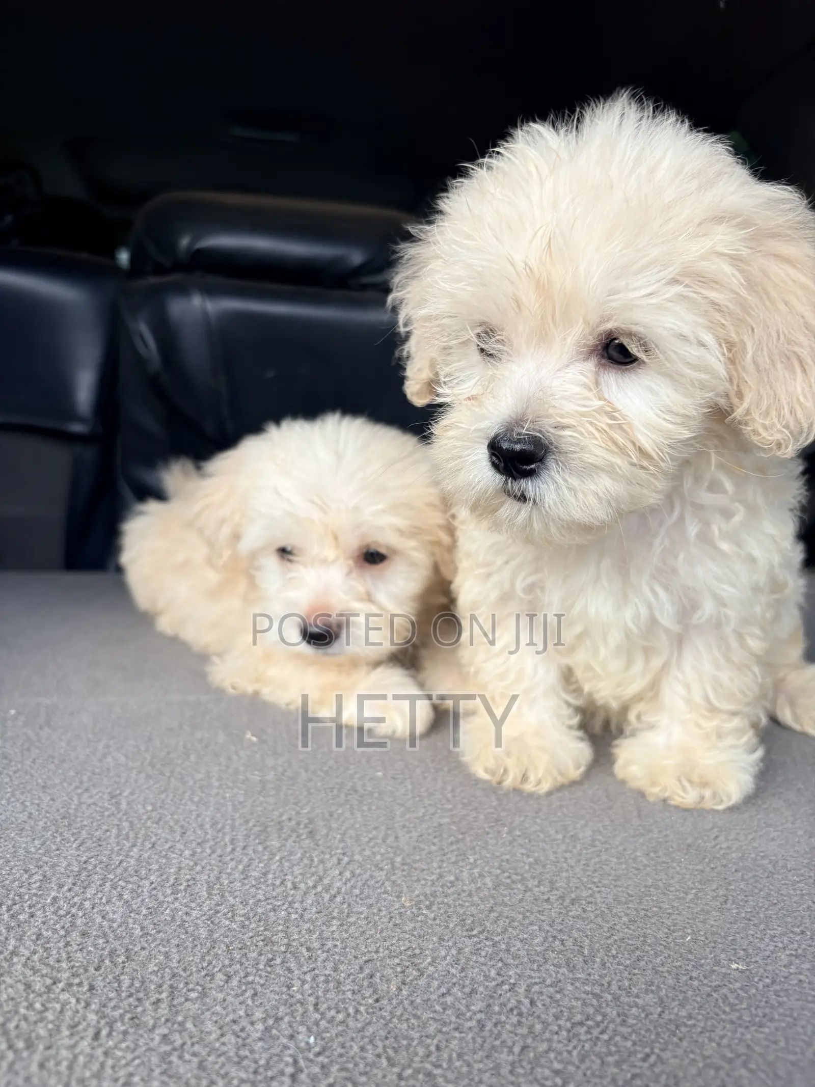1-3 months Male Purebred Poodle