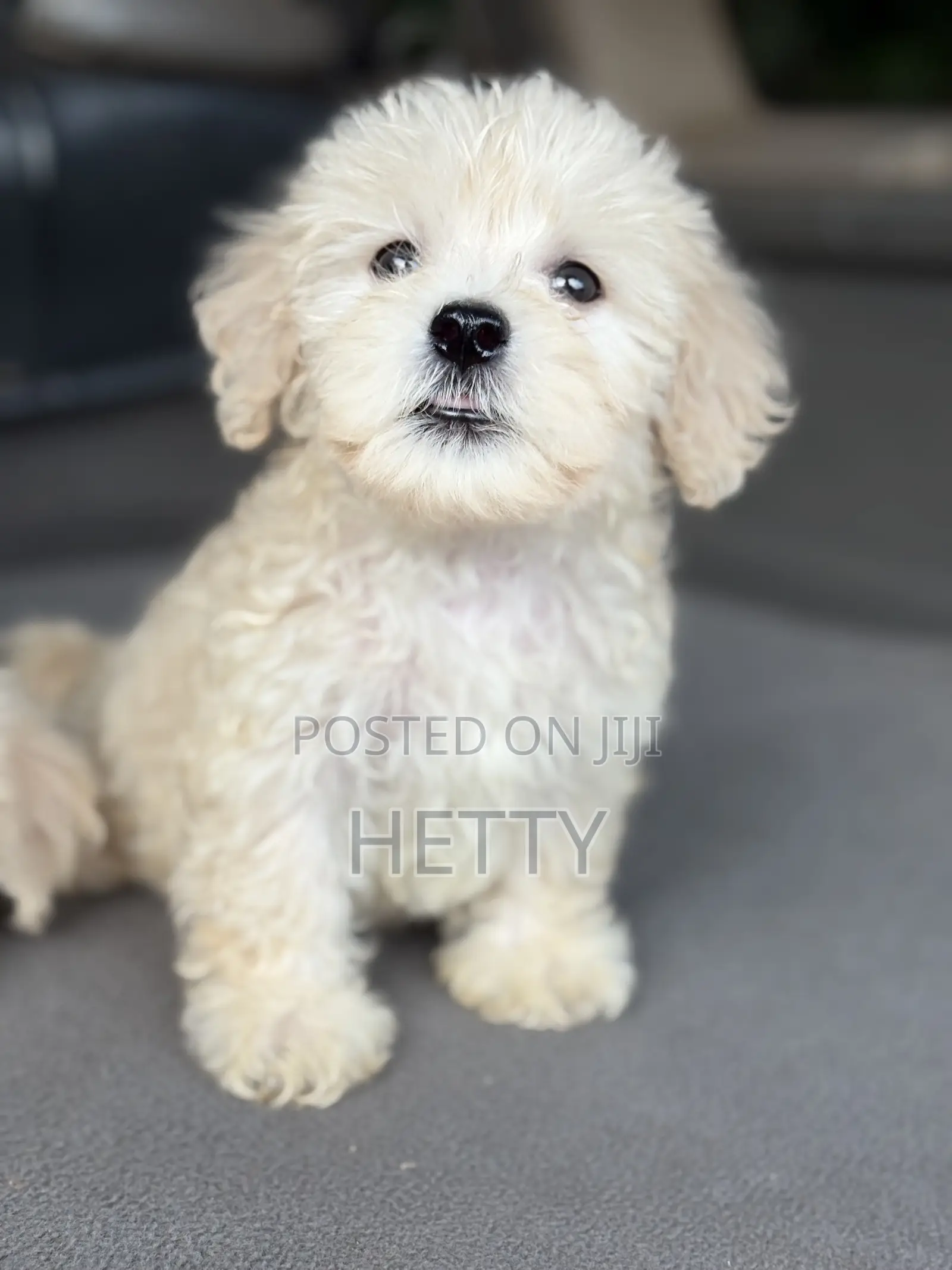 1-3 months Male Purebred Poodle