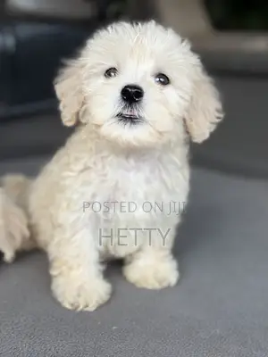 1-3 months Male Purebred Poodle