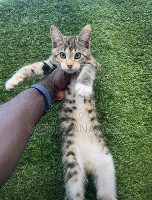 1-3 months Female Mixed Breed Maine Coon