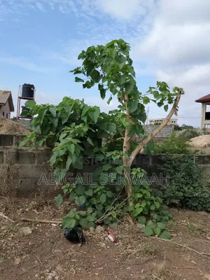 Titled Land for Sale in Oyibi.