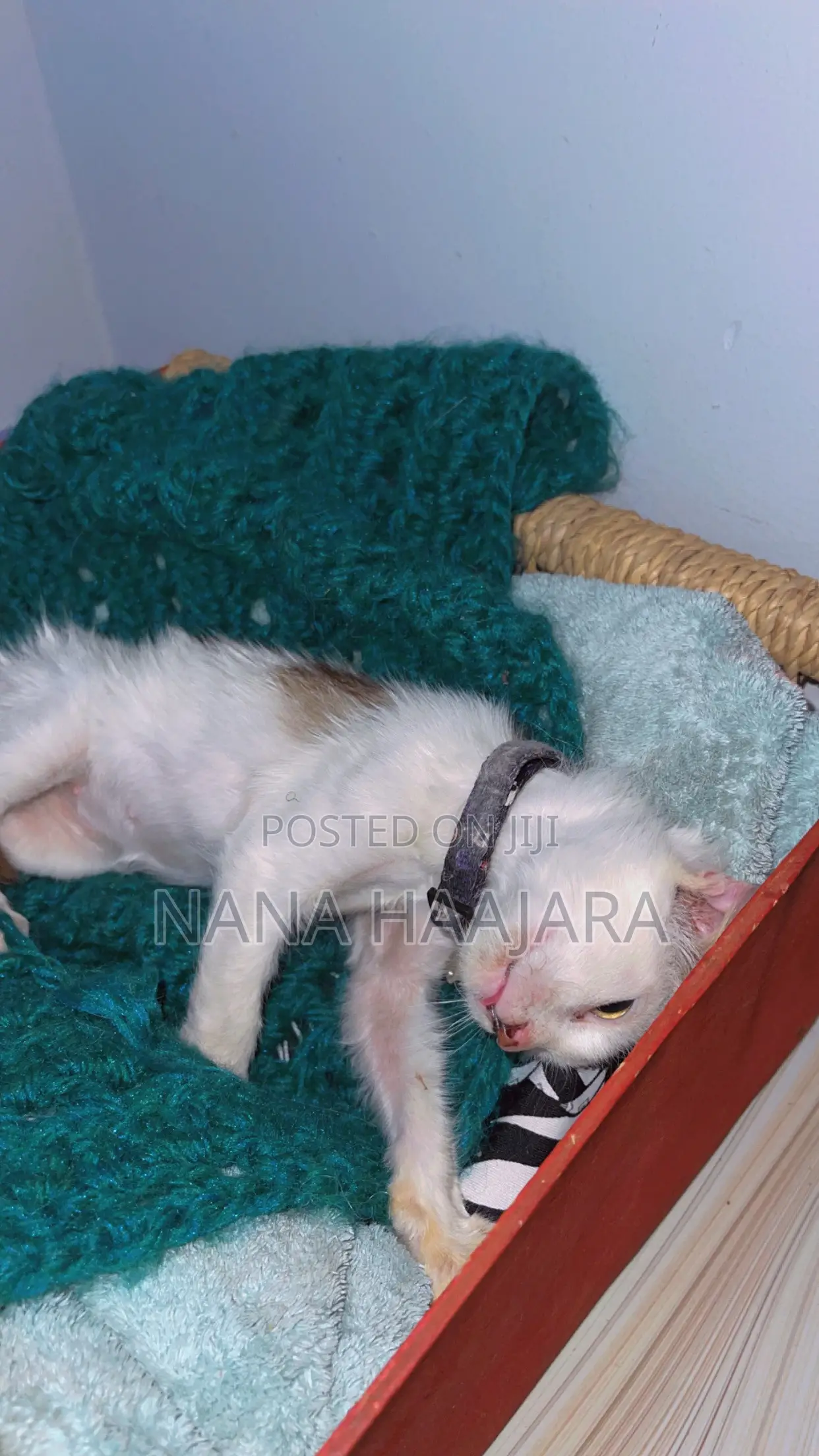 3-6 months Female Mixed Breed Cat